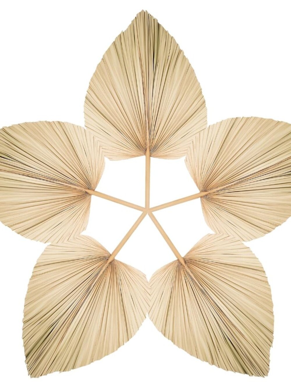 5 Large Bulk Boho Dried Palm Leaves Fans with Stem
